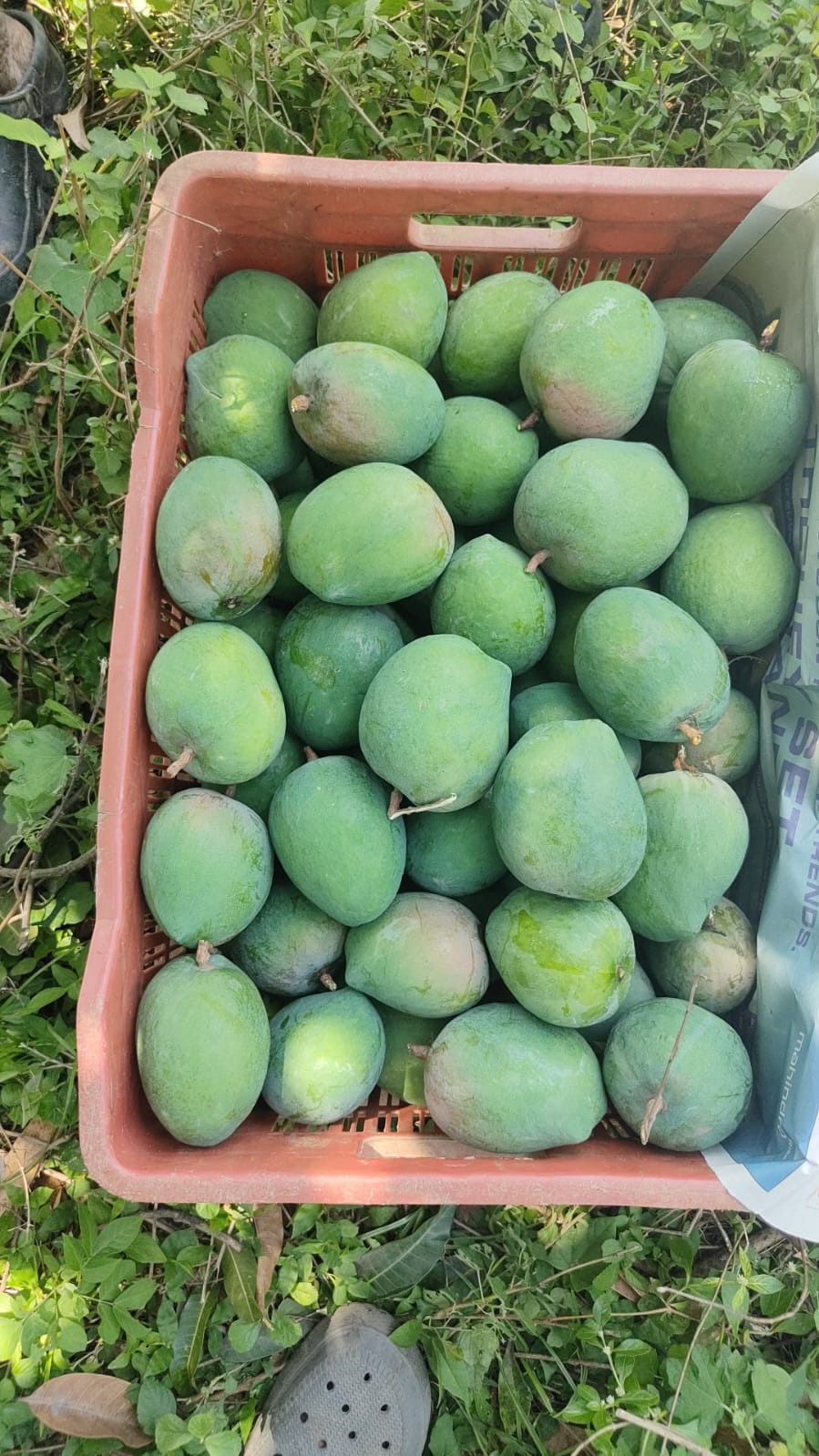 Raspuri (Pairy) - 3Kg Box