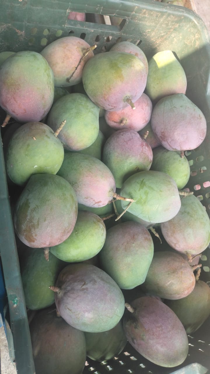 Raspuri (Pairy) - 3Kg Box